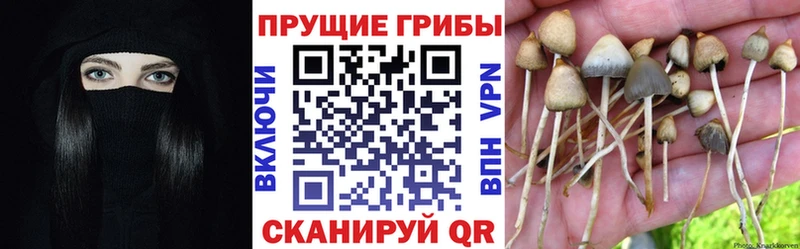 omg как зайти  Перевоз  Псилоцибиновые грибы прущие грибы  сколько стоит 